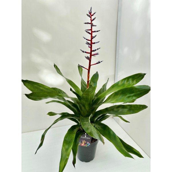 Billbergia (Broméliacée exotique)