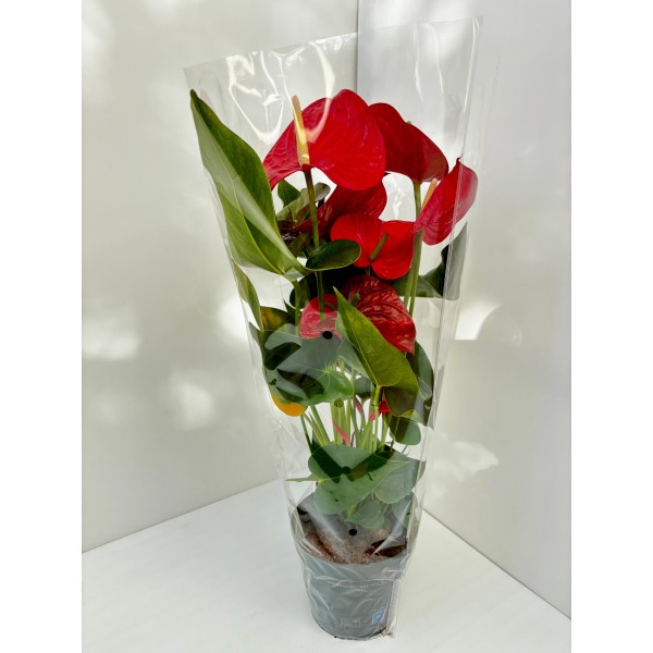 Anthurium (Fleur de flamant rose)