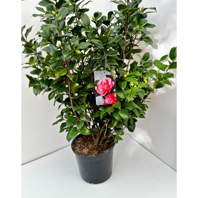 Camélia (Camellia japonica)