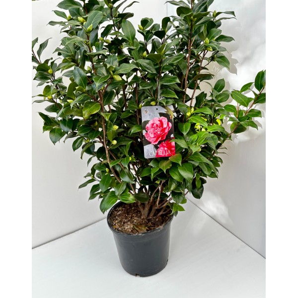 Camélia (Camellia japonica)