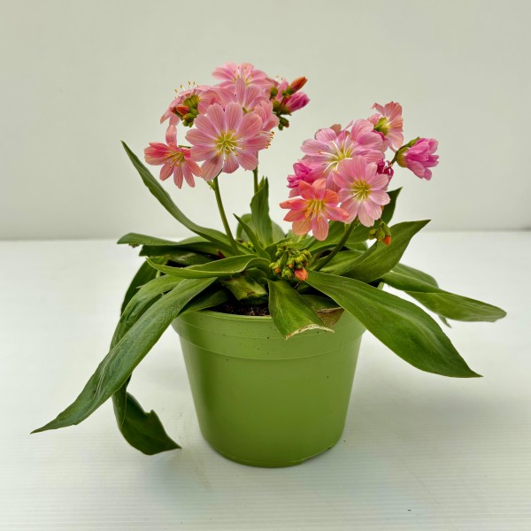 Lewisia (Lewisia cotyledon)