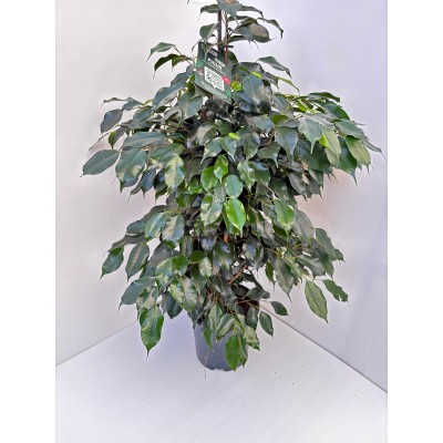 Ficus (Ficus elastica /...
