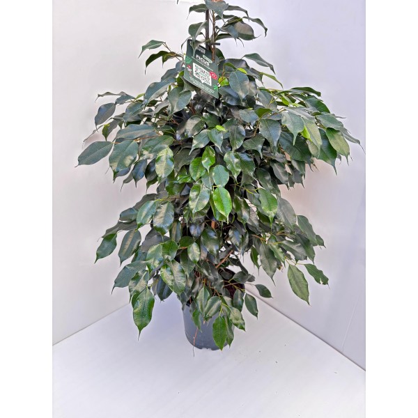 Ficus (Ficus elastica / Ficus benjamina) - Plante d'intérieur décorative