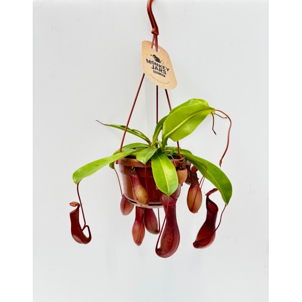 Nepenthes (Nepenthes spp.)