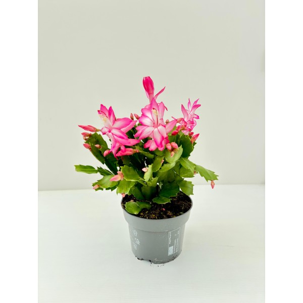 Schlumbergera - Cactus de Noël 🌸