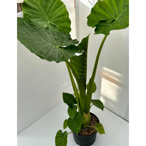 Alocasia Calidora