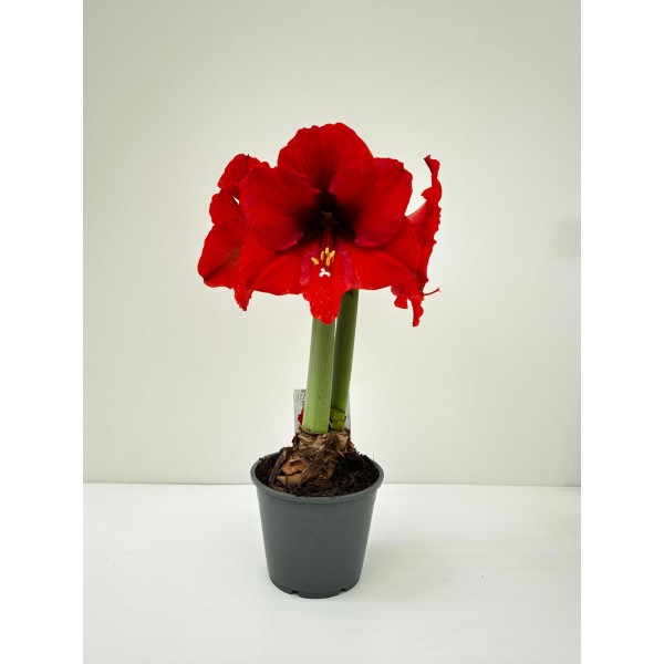 Amaryllis (Hippeastrum)🌺