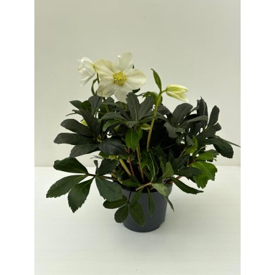 Hellébore (Rose de Noël ou...