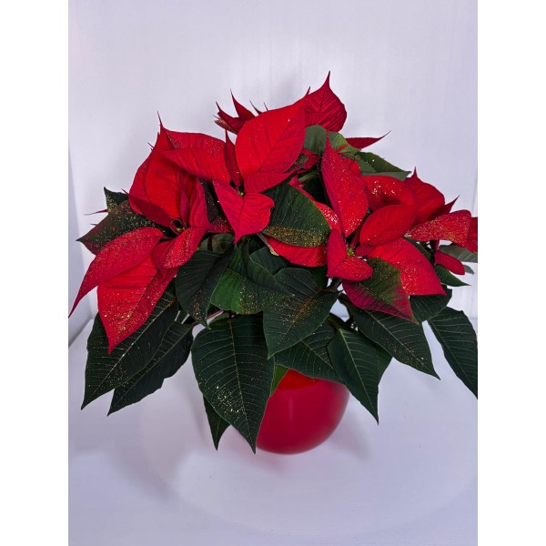 Poinsettia (Étoile de Noël)