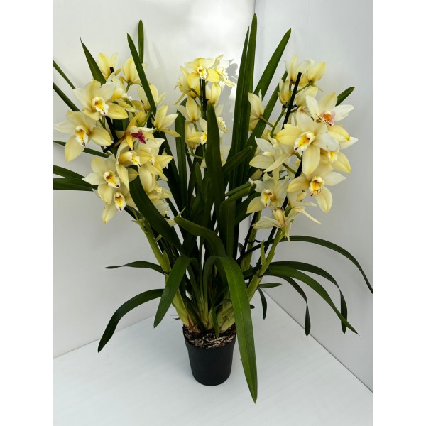 Cymbidium (Cymbidium spp.)